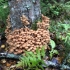 Breza med agaric: fotografija, kako izgledaju, upotreba